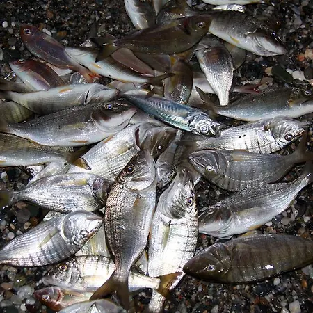 Fasoli شقة باراليا بانتالييمونوس